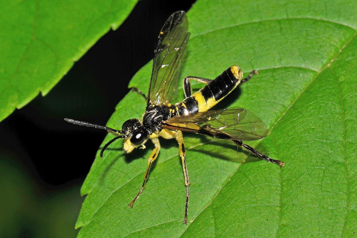 Tenthredinidae N 16 Tenthredo temula?